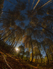 Nature in a Romanian forest