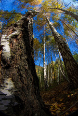 Fototapeta premium autumn mood