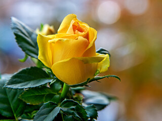 A small potted plant with beautiful yellow flowers and the name Rose, a favorite of the inhabitants of Bielsko-Biała, decoration of the inhabitants of the flowerbed and square in Podlasie, Poland.