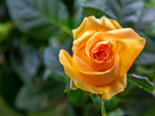 A small potted plant with beautiful yellow flowers and the name Rose, a favorite of the inhabitants of Bielsko-Biała, decoration of the inhabitants of the flowerbed and square in Podlasie, Poland.