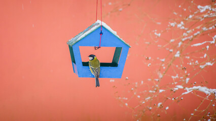birds in the bird feeder on a cold winter day