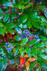 Mahonia with blue berries
