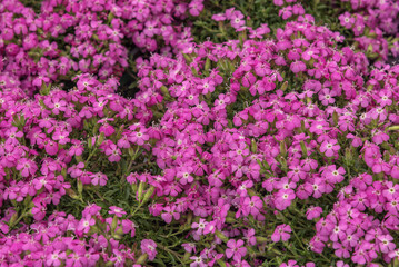 Saponaria officinalis, common soapwort, bouncing-bet, crow soap, wild sweet William, and soapweed