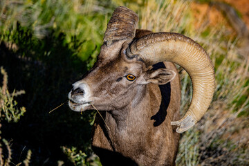 Big horn sheep at Colorado National Monument