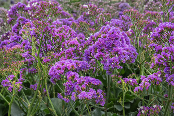 Limonium perezii, Perez's sea lavender, seafoam statice, sea lavender or marsh rosemary