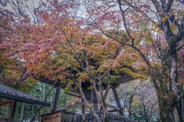 Naklejka premium 伊豆修禅寺の紅葉風景（境内の鐘楼）