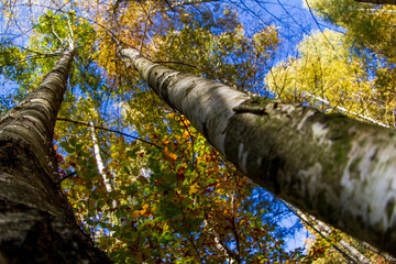 Fototapeta premium In the forest