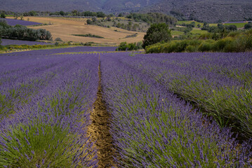 Fototapeta na wymiar Lavendelfelder Frankreich 
