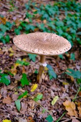 Pilze im Herbst im deutschen Wald