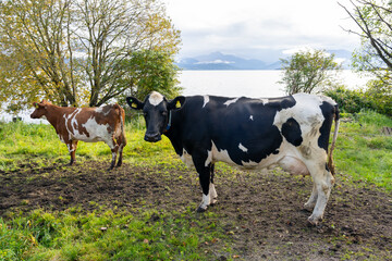Fototapeta na wymiar Two dairy cows on a Dairy farm with a lake and mountain in the background in Norway. Dairy cattle (also called dairy cows) are cattle bred for the ability to produce large quantities of milk. 