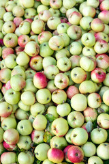 Background from colorful apples. natural apple fruit background, healthy organic fresh food collection
