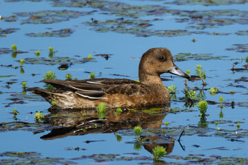 渡りを終えたヒドリガモ