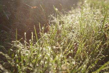 Dew on the grass in the morning