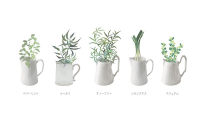ピッチャー入った芳香植物・精油＆アロマ・ペパーミント・ユーカリ・ティーツリー・レモングラス・マジョラム