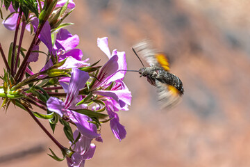 Hummingbird Hawk-moth (Macroglossum stellatarum) Feeding on Geranium Flowers