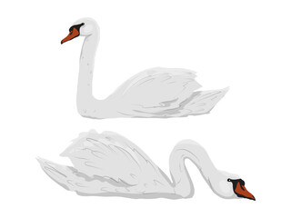 A pair of mute swans are swimming. White swans Cygnus olor. Realistic vector wild birds