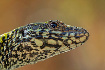 Wall Lizard, Mauereidechse (Podarcis muralis)