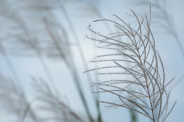 close up reed grass swaying in the wind with a blurry  background