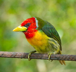 El torito cabecirrojo, capitán de cabeza roja, cabezón cabecirrojo, capitán cabecirrojo, ruiseñor, barbudo de cabeza roja o barbudo cabecirrojo (Eubucco bourcierii) es una especie de ave piciforme de 