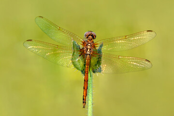 Macro shots, Beautiful nature scene dragonfly.   