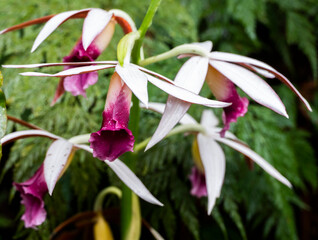 Las orquídeas u orquidáceas (nombre científico Orchidaceae) son una familia de plantas...