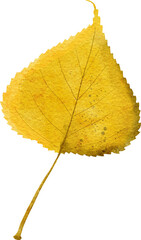 Watercolor hand drawn illustration of fall autumn leaf leaves. Yellow orange red plant branch wild forest wood element, october november seasonal nature harvest design.