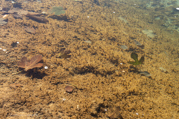 rock submerged in lagoon water