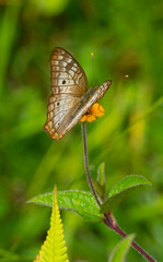Fototapeta na wymiar The wandering skipper (Panoquina errans) is a species of butterfly in the family Hesperiidae. It is found in Mexico and the United States.