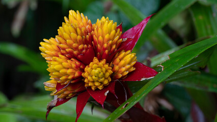Bromelia es un género tropical americano de plantas de la familia Bromeliaceae, aunque comúnmente se llama con el mismo nombre a plantas de otros géneros de la misma familia. Sus flores tienen un cáli