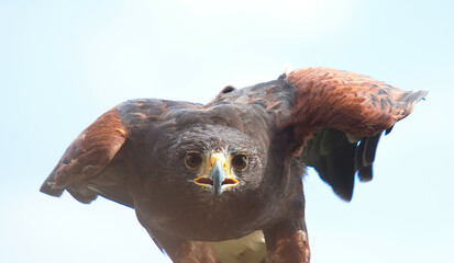 Uhu  (Bubo bubo)