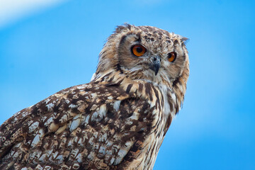 Uhu  (Bubo bubo)