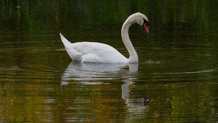 cygne tubercul&eacute; - cygnus olor,