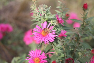Fototapeta premium bee on flower
