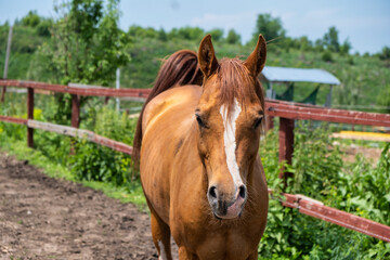 Fototapeta premium portrait of a horse