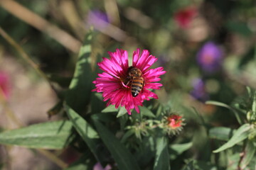bee on a flower