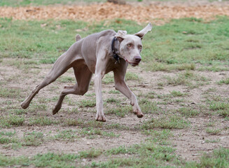Funny running weimaraner dog in an off leash dog park near Lyon, France