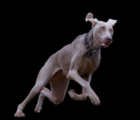 Funny running weimaraner dog with a black background.