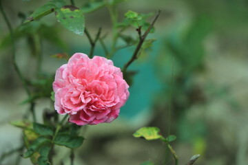 Beautiful pink rose in a garden