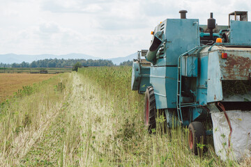Combine on the field, industrial hemp harvesting season using agricultural machinery