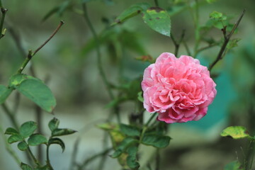 Close-up of a pink rose on a dark green background. High quality photo