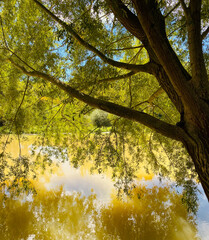 Green landscape with river and trees.
Route of the Ter river through the interior of Girona, Spain.