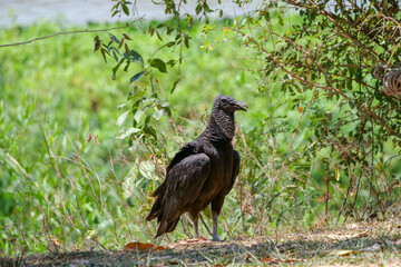 The black vulture (Coragyps atratus) or urubu preto in nature. Location: Porto Jofre, Pantanal, Brazil