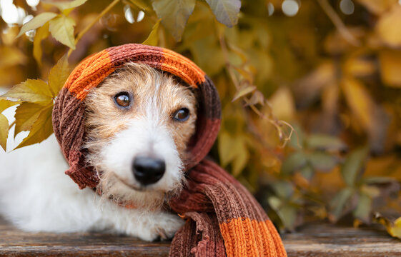 Cute funny dog wearing warm orange scarf in the leaves. Cold autumn, fall, winter, flu or pet clothing background.