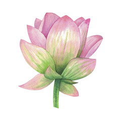 A lotus flower painted in watercolor isolated on a white background.