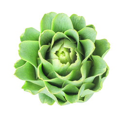 Obraz premium Isolated raw artichoke