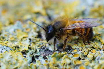 Closeup on a fresh emerged male red mason bee, Osmia rufa