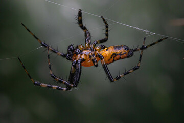 spider on a web