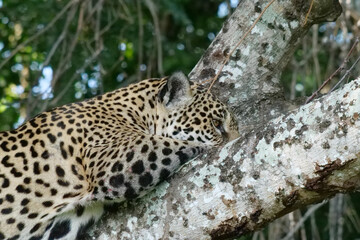 Fototapeta na wymiar Side profile of a young jaguar - Panthera onca - lying in a tree. Location: Porto Jofre, Pantanal, Brazil