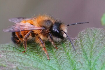 Closeup on a fresh emerged male red mason bee, Osmia rufa sitting on a green leaf