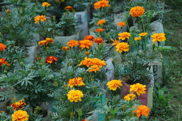 Tagetes patula bonanza yellow french marigold many flowers